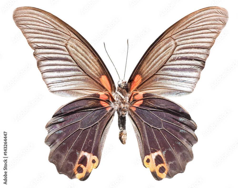 Fototapeta premium Top View of Spread Butterfly