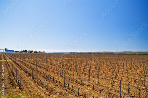 landscape with a culture of vines in spring time