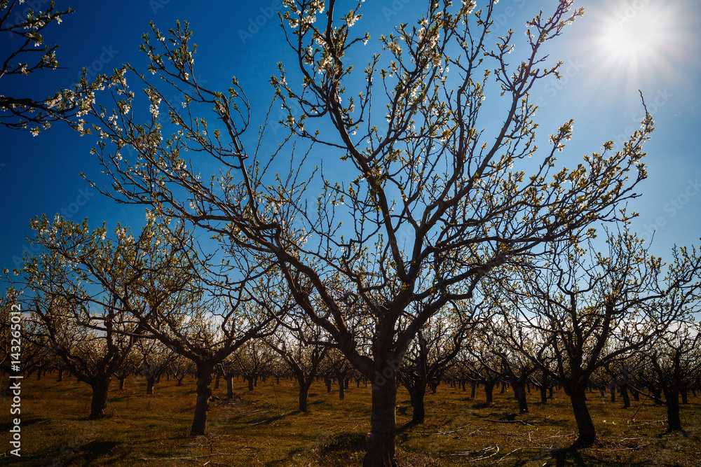 landscape with a beautiful orchard of plum trees in bloom, spring landscape with a beautiful orchard of plum trees in bloom, spring