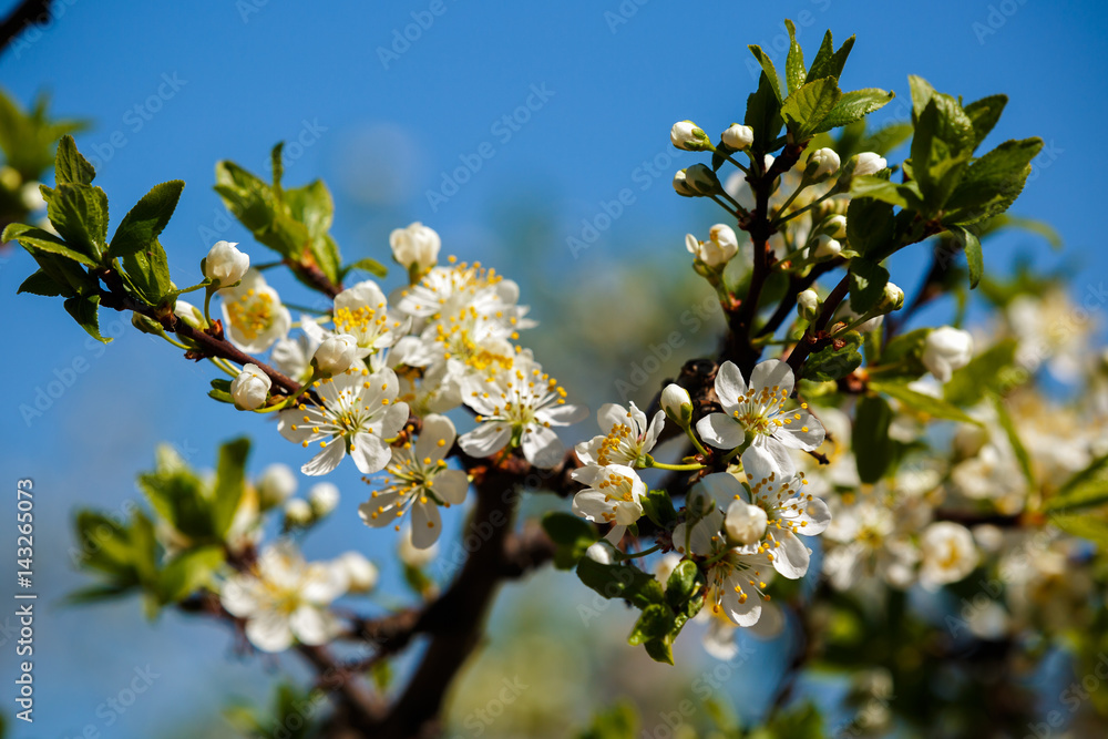 beautiful plum blossom on blue sky beautiful plum blossom on blue sky