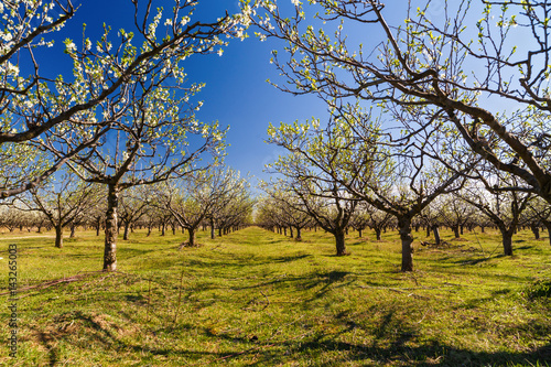 landscape with a beautiful orchard of plum trees in bloom, spring