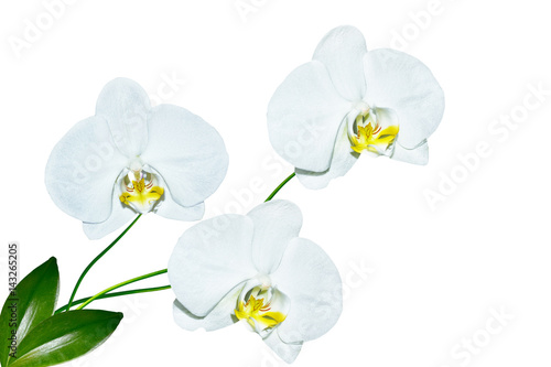 Fototapeta Naklejka Na Ścianę i Meble -  Orchid flower isolated on white background.
