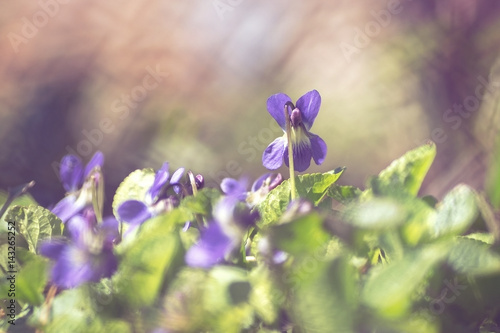 spring flowers Viola sororia filled