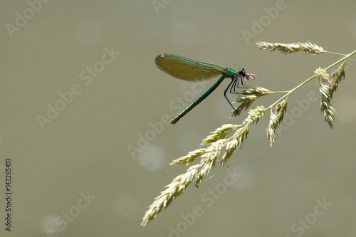 Dragonfly with prey