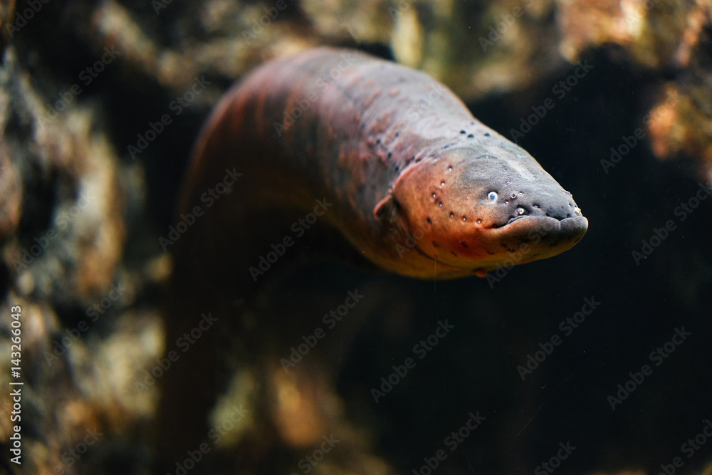Obraz premium Sea eel in aquarium.