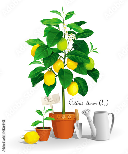 Lemon_tree