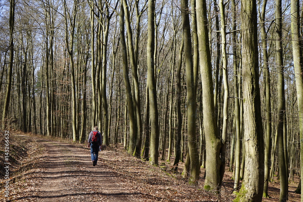 Obraz premium Wanderer auf Waldweg