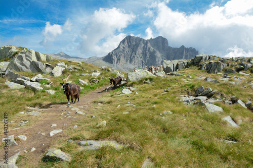 capre al pascolo in montagna © Riccardo Meloni