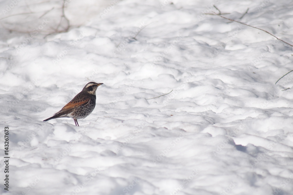 雪の上を歩く鳥 Stock Photo Adobe Stock