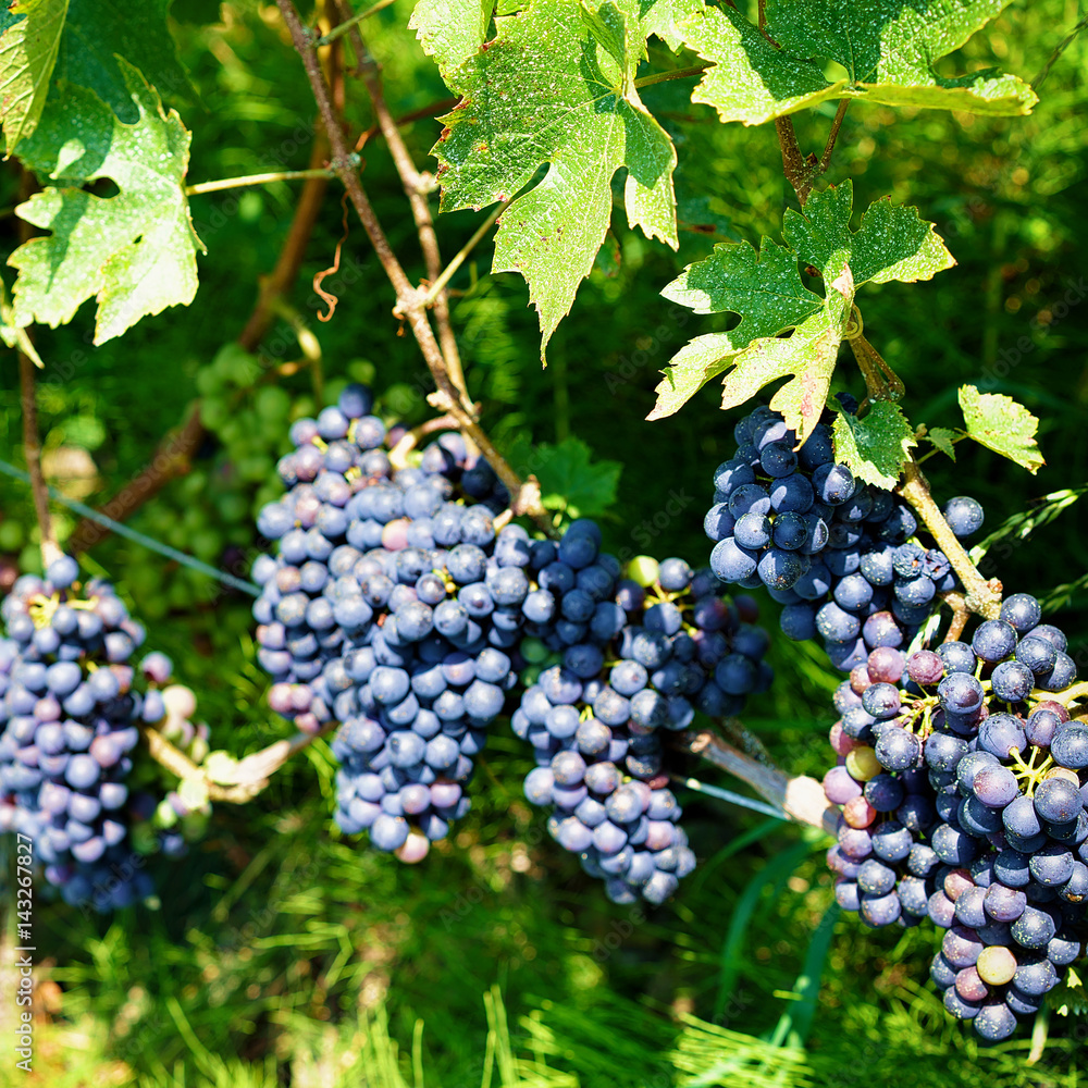 Grapes in Vineyard Terraces hiking trail in Lavaux of Switzerland