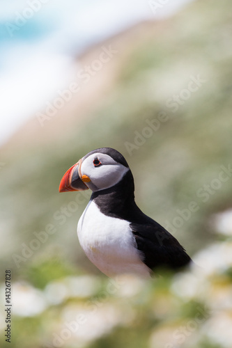 Puffin walking at cliff and between flowers and green © www.kiranphoto.nl