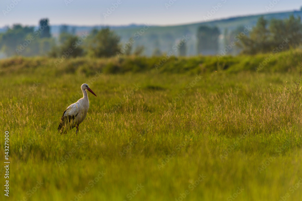 Obraz premium Daydreaming stork.