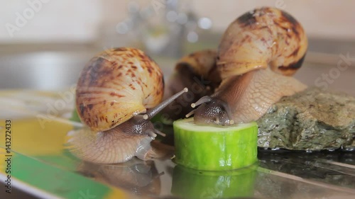 African giant snails Achatina eat green cucumber photo