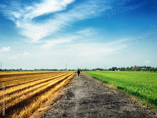 Obraz na plátně A man walking down on the rural road between two rice fields, golden and green under the blue sky