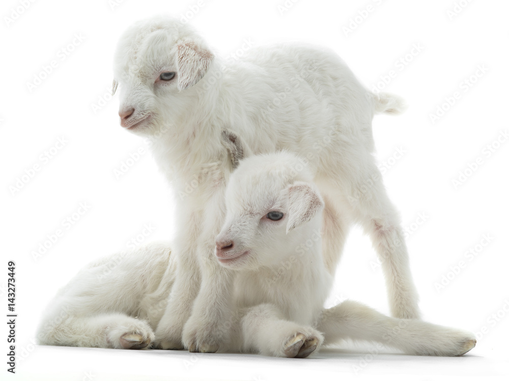 Obraz premium two goat