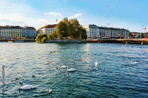 White swans at Geneva Lake in summer Switzerland