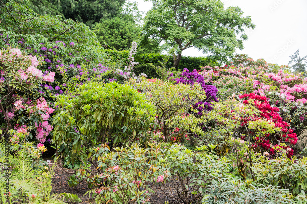 Azaleas and Rhododendrons up Hill
