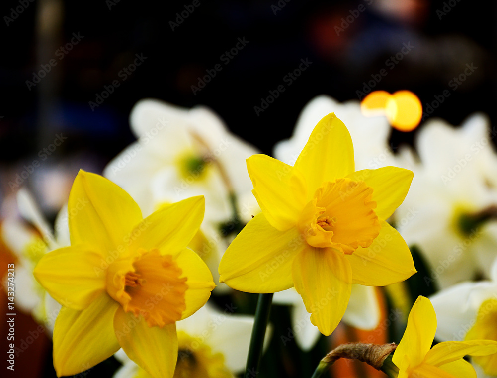 Fototapeta premium Daffodils bokeh