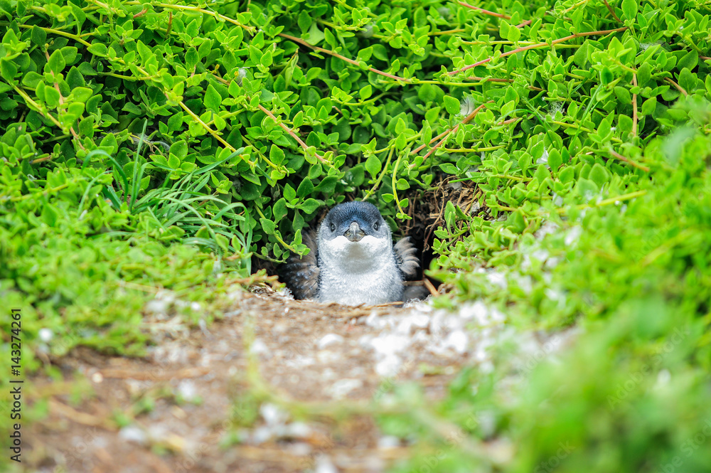 Naklejka premium Wildlife of little blue penguin in hole on natural in Phillip Island, Australia Adorable penguins (adult and baby) at home