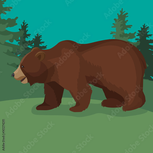 Large brown bear side view close-up walking in green wood.