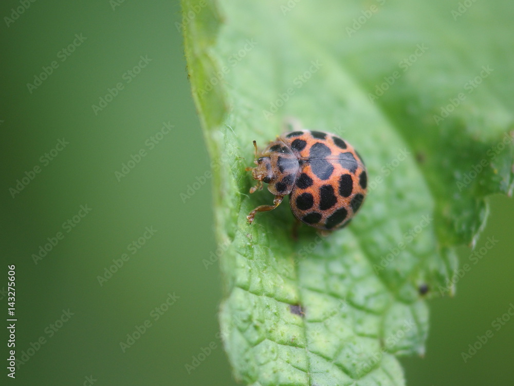 ヒョウ柄のてんとう虫 ヒョウ柄のてんとう虫