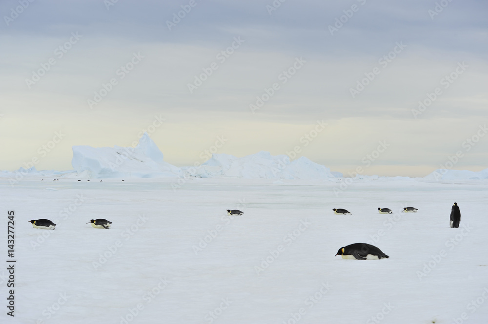 Emperor Penguins on the ice Emperor Penguins on the ice