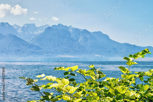 Green leaves blooming at promenade of Geneva Lake in Montreux