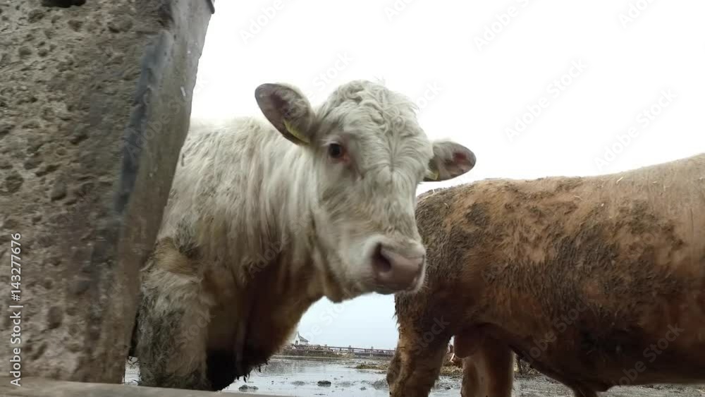 Many bulls on awful farm in wet soft muddy ground. Many bulls on awful farm in wet soft muddy ground.