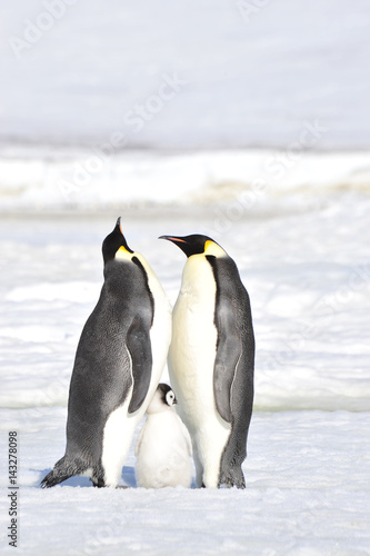 Emperor Penguins with chicks