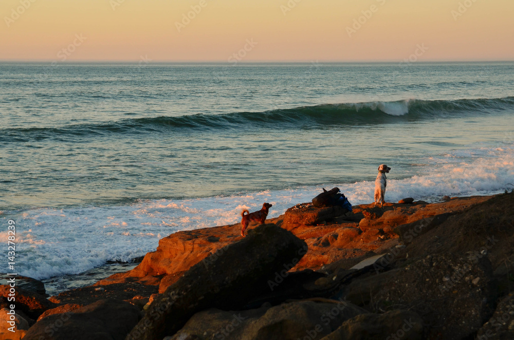 Two dogs on a beach in Vizcaya,Basque Country Two dogs on a beach in Vizcaya,Basque Country