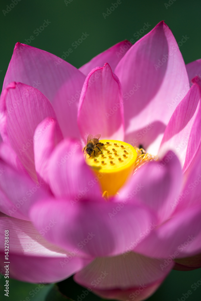 蓮の花 蓮の花