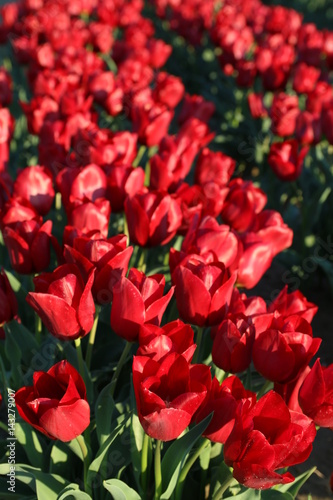 Les Tulipes