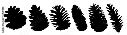 Cones of coniferous trees. 