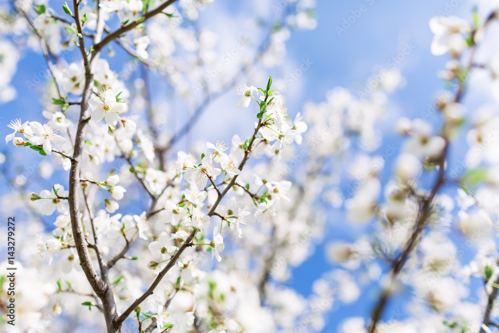 Blooming tree with white flowers in garden and sky. Spring background.