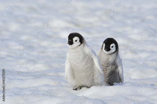 Emperor Penguin chicks in Antarctica