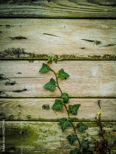 Ivy Vine on Wooden Planks
