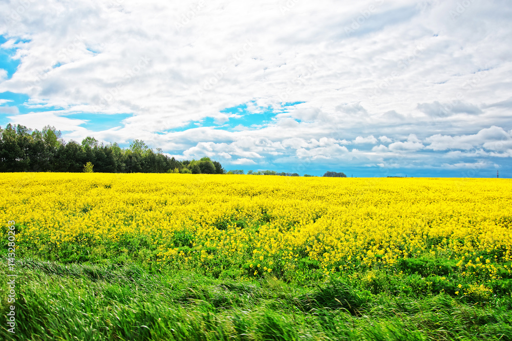 Obraz premium Rapeseed Field in Lower Silesia