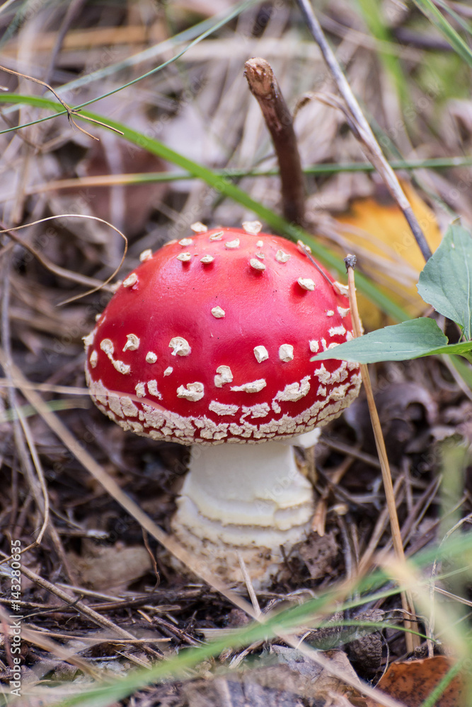 single mushroom in the forest close up view single mushroom in the forest close up view
