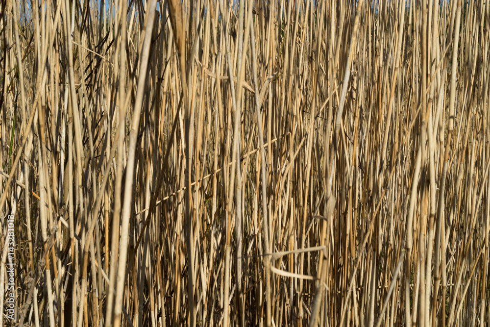 Fototapeta premium Reed