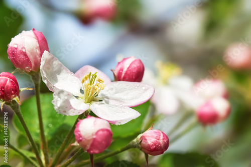 Apple blossom with pink flowers and buds. Copy space