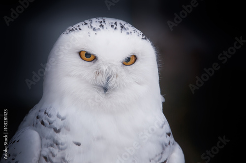 owl polar © Александр Денисюк