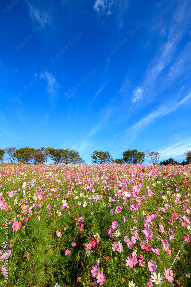 コスモス畑＠長崎県諫早市白木峰