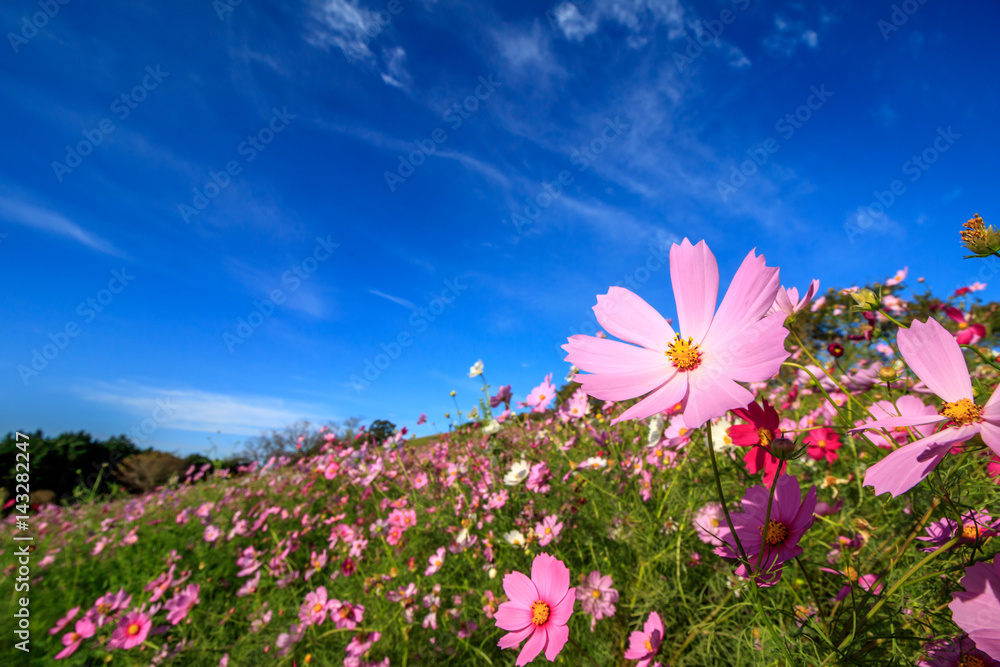 コスモス畑 長崎県諫早市白木峰 Stock 写真 Adobe Stock
