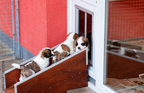 Saint Bernard puppies playing at breeding kennel Martigny