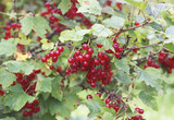 Bush of red currant in a garden.