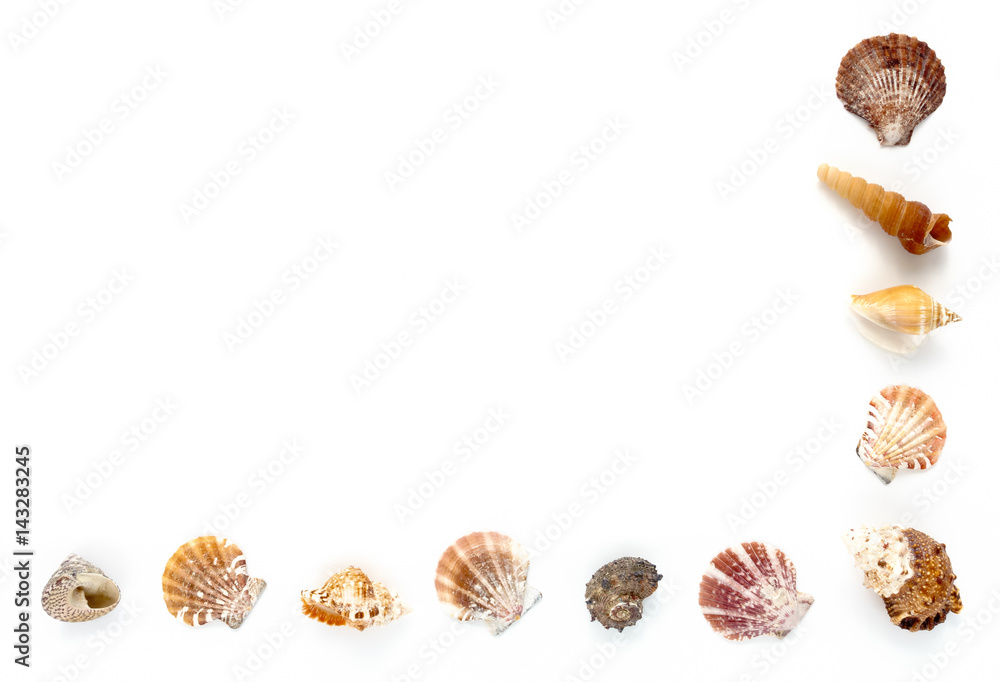  Seashell half frame isolated on white background with lots of copy space. 