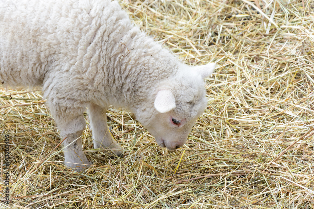 Obraz premium Small domesticated lamb on pasture
