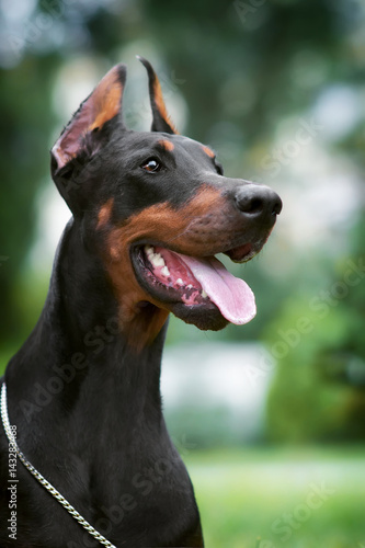 Closeup portrait of a black Doberman Pinscher with cropped ears in the Park with a chain on the neck. Funny Smile