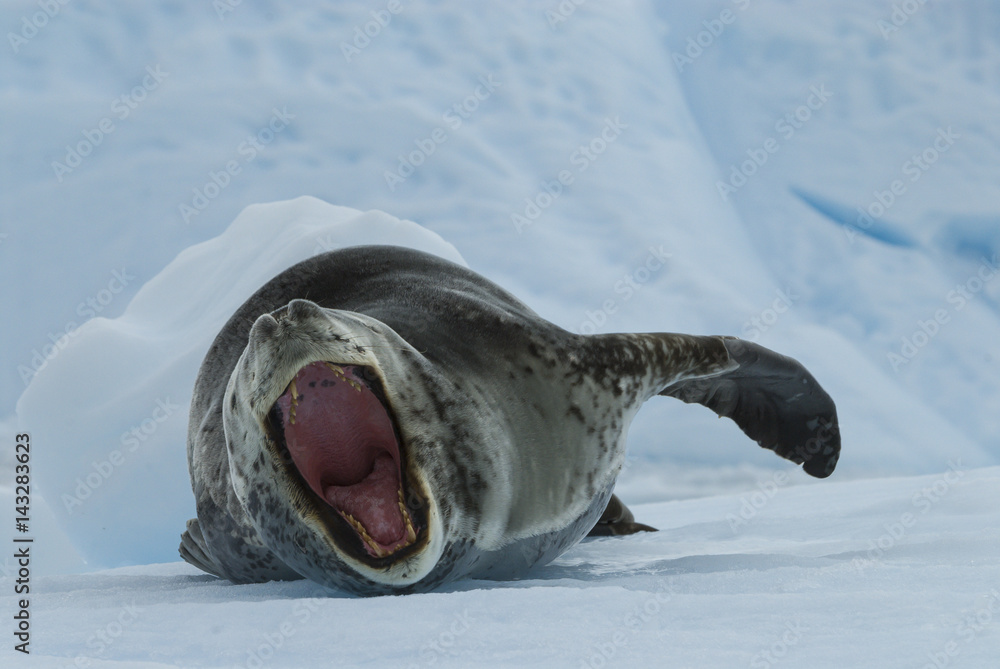 Fototapeta premium Leopard Seal on Ice Floe