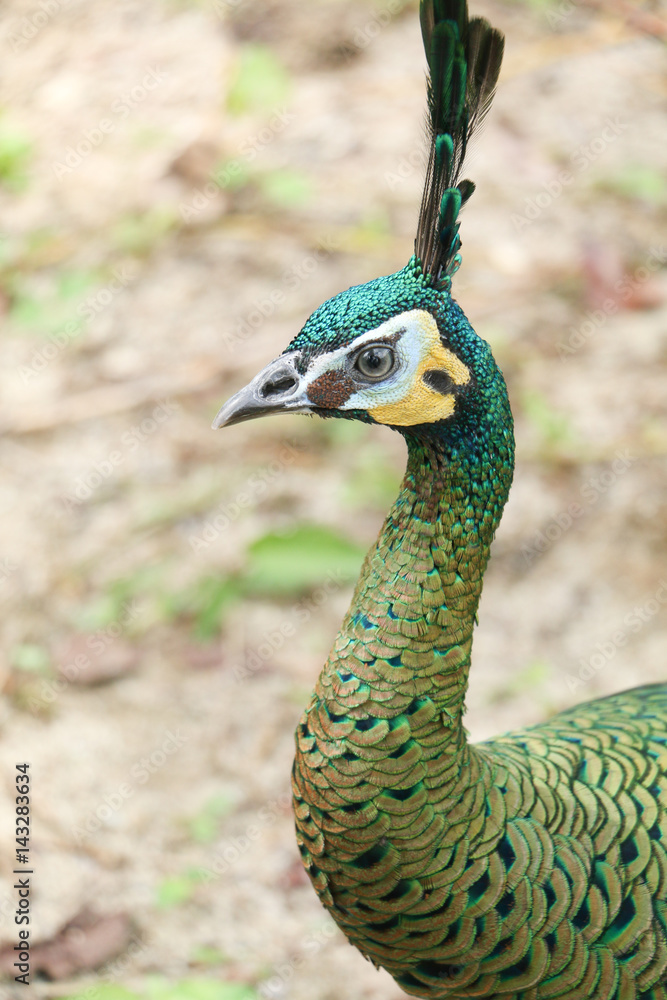 Fototapeta premium The green peafowl is walking for food on the ground